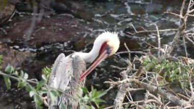 Vahşi kahverengi pelikan, pelecanus kuş preen kanatları, okyanus suyu, Kaliforniya yaban hayatı