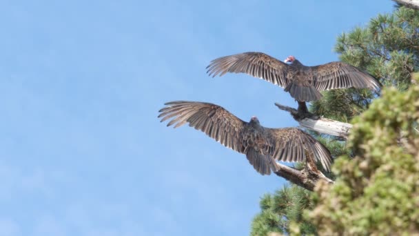 Truthahngeier, Aasfresser und Bussarde warten auf die Jagd. Kalifornische Tierwelt USA — Stockvideo