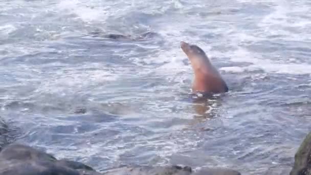 Suda yüzen vahşi fok, kayalık okyanus kıyısında deniz aslanı, Kaliforniya vahşi yaşamı.. — Stok video