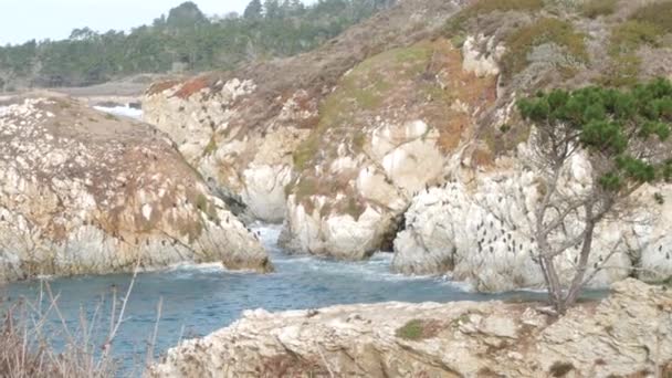 松柏、岩石、峭壁或悬崖、海滩、加利福尼亚海岸 — 图库视频影像