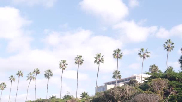 Fila di palme, parco Rocky Point a La Jolla, costa della California, USA. Cielo blu — Video Stock