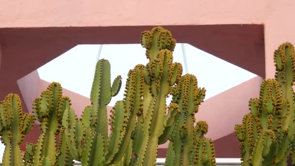 Arquitetura, planta de cacto, parede de casa rosa. California modernismo estética. — Vídeo de Stock