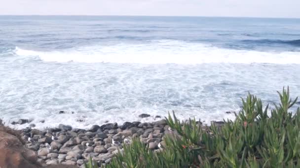 Ocean waves crashing on beach, sea water surface, California. Succulent plants. — Stock Video