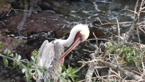 Wilder brauner Pelikan, pelecanus bird preen wings, Meerwasser, kalifornische Tierwelt — Stockvideo