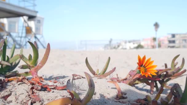 Ναυαγοσώστης σταθεί και λουλούδι, πύργος ναυαγοσώστη για σέρφινγκ στην παραλία της Καλιφόρνια. — Αρχείο Βίντεο
