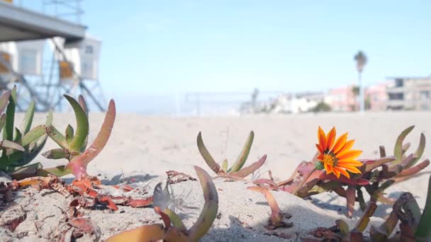 Stand penjaga pantai dan bunga, menara penjaga kehidupan untuk berselancar di pantai California. — Stok Video