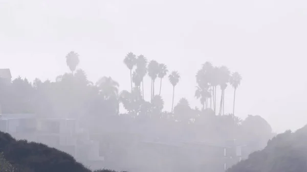 Pálmafák sziklán vagy blöffölnek, ködös idő, kaliforniai part, ködös fehér levegő. — Stock Fotó