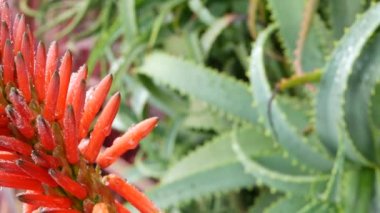 Yağmur damlalarında taze sulu kırmızı aloe vera çiçeği, çiy ya da yağmur damlaları. Kaliforniya