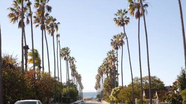 Palmiye ağaçları, Los Angeles, Kaliforniya kıyısına yakın bir şehir. Sahildeki palmiyeler.