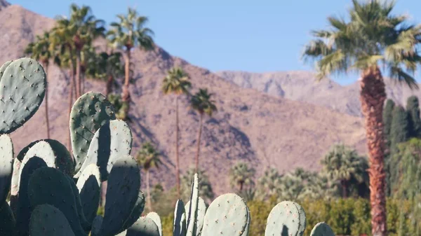 Pálmafák, kaktusz, hegyek, Kalifornia völgyi természet. Arid sivatagi oázis flóra — Stock Fotó