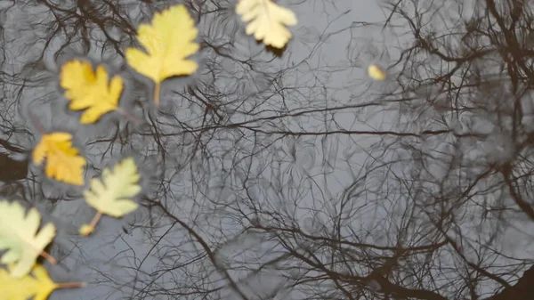 Hojas de roble amarillo otoño caído, charco sobre asfalto gris. Caída desnudo árbol sin hojas — Foto de Stock