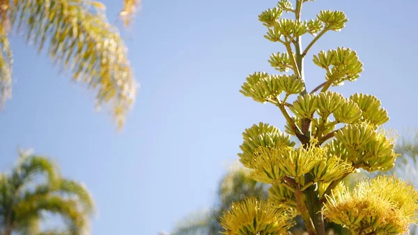 Agave flower, century or sentry plant bloom blossom or inflorescence. California — Stock Photo, Image