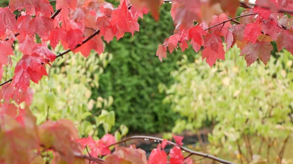 Gotas de lluvia, hojas de arce de otoño rojo. Gotita de agua, hoja húmeda de otoño en el bosque — Foto de Stock