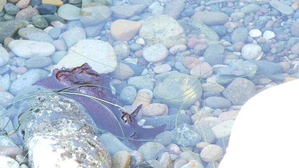 Mar liebres molusco en marea piscina agua, molusco rojo en tidepool Anaspidea animal. — Foto de Stock