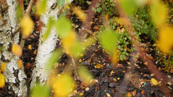 Corteza rayada de abedul de otoño, hojas amarillas anaranjadas en bosque de otoño dorado. — Foto de Stock