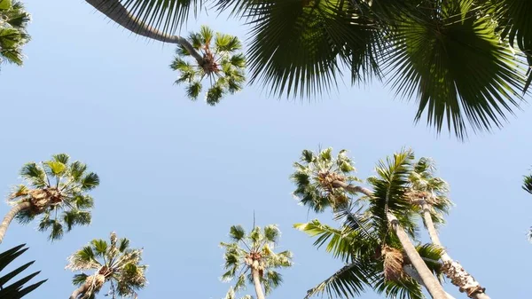 Palmeras en la calle cerca de Los Ángeles, costa de California, vacaciones de verano en la playa. — Foto de Stock