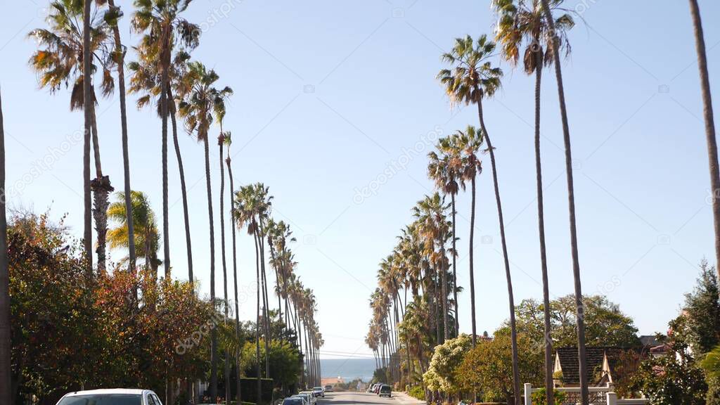 Row of palm trees, city near Los Angeles, California coast. Palmtrees by beach.
