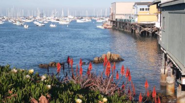 Odun yığınları üzerinde ahşap evler, Ocean Bay Limanı. Old Fishermans Rıhtımı. Monterey Limanı