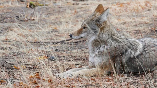 Retrato de lobo coyote o coywolf, cara de cabeza y ojos. Otoño otoño bosque vida silvestre — Foto de Stock