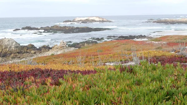 17 mijl rijden, Monterey, Californië. Rotsachtige grillige oceaankust, golven. Succulenten — Stockfoto