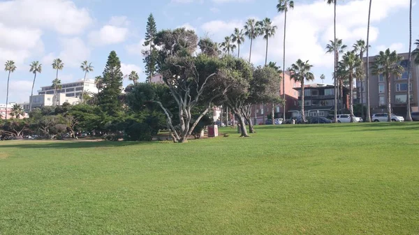 Row of palm trees, Rocky Point park in La Jolla, California coast, USA. Blue sky — Stock Photo, Image