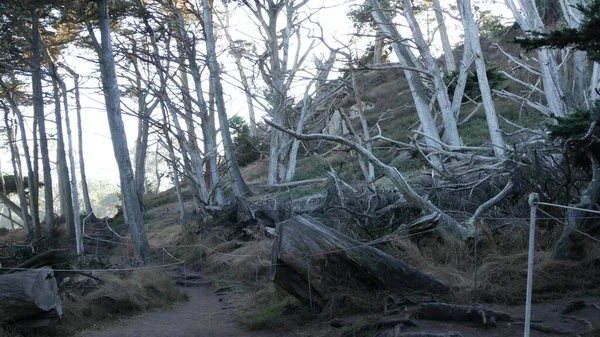 Chemin en forêt ou en bois, sentier en bosquet. Cyprès de pin résineux. Californie — Photo