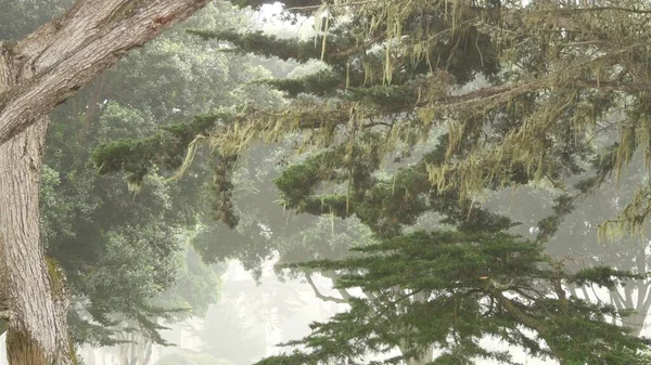 Spitzen-Flechtenmoos hängt, neblig-neblige Waldbäume. Feengeheimnisvolle Wälder, USA. — Stockfoto