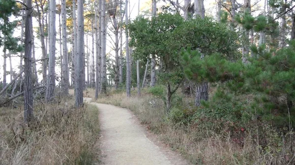 Vägen i skog eller skog, stig i skogsdunge. Barrträd av furu. Jordanien — Stockfoto