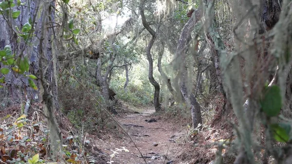 Chemin en forêt de chênes vivants. Arbres tordus noueux branches troncs. Mousse de lichen de dentelle — Photo