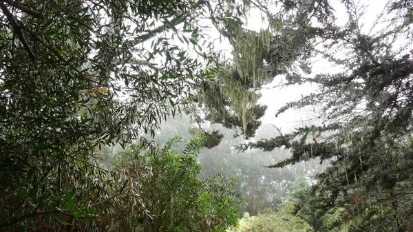 Кружевной лишайник висит мхом, туманные туманные лесные деревья. Сказочный лес, США. — стоковое фото