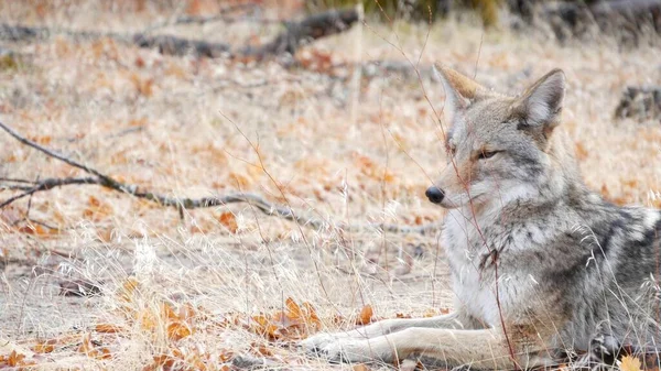 Serigala coyote atau coywolf potret, wajah dan mata. Musim gugur musim gugur hutan satwa liar Stok Gambar Bebas Royalti