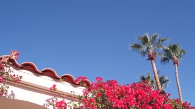 Bougainvillea çiçekleri çiçek açar ya da çiçek açar. Meksika bahçesi, Kaliforniya palmiyeleri.