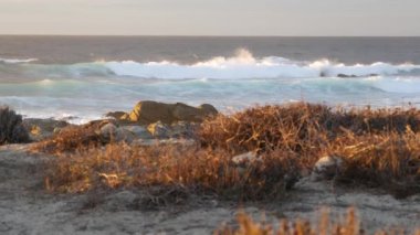 Kayalık okyanus kıyıları, dramatik deniz dalgaları, Monterey plajı, California, uçan kuşlar..