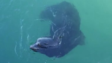 Vahşi fok ya da deniz aslanı, okyanus suyu, büyük alfa erkek. Kaliforniya vahşi yaşamı