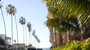 Palmiye ağaçları, Los Angeles, Kaliforniya kıyısına yakın bir şehir. Sahildeki palmiyeler.