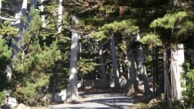 Sahne 17 mil, Monterey, California. Selvi ağacı ormanına yolculuk.