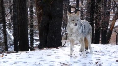 Vahşi kurt, çakal ya da çakal, karlı kışın önü, Kaliforniya vahşi yaşam faunası, ABD
