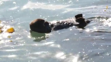 Vahşi su samuru. Okyanus suyunda yüzen su samuru. Kaliforniya kıyısı vahşi yaşamı..
