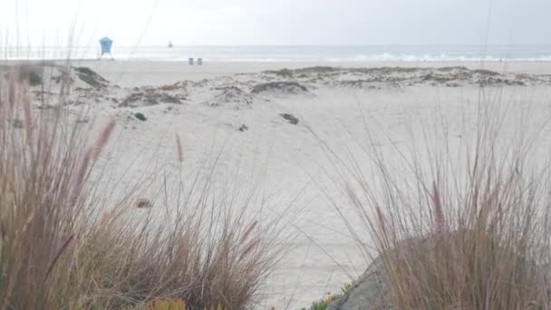 안개에 싸인 코로나도 해변의 모래 언덕, 미국 캘리포니아 해안의 안개에 싸인 바 다 물결. — 비디오