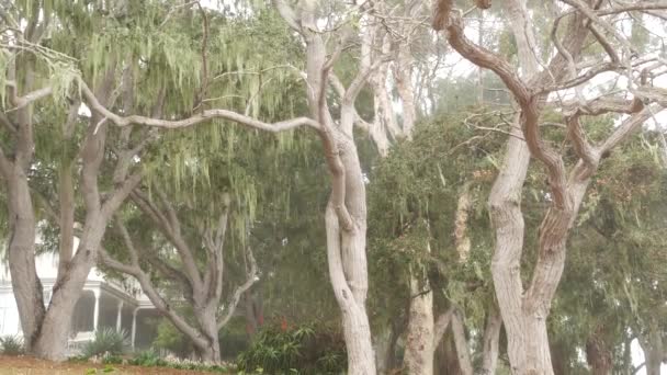 Mousse de lichen de dentelle suspendue, brouillard brumeux arbres forestiers. Fairy mysterious woods, États-Unis. — Video