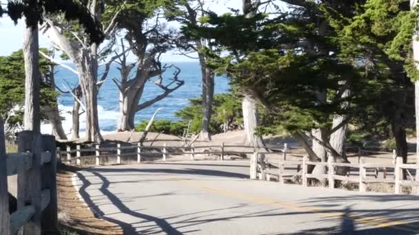 Route panoramique de 27 km, Monterey, Californie. Cyprès ou pins et océan — Video