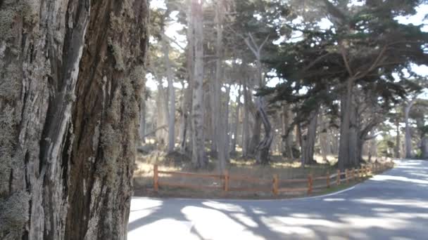 Scenic 17 mil berkendara, Monterey, California. Perjalanan melalui hutan pohon cemara. — Stok Video