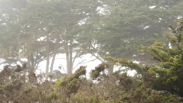 Spets lavmossa hängande, dimmiga dimmiga skogsträd. Älvmystiska skogar, USA. — Stockvideo