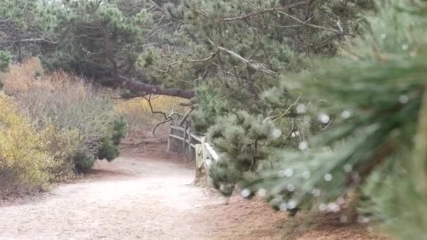 Fußweg, Trekking-Pfad, Wandern im Wald, Fußweg oder Pfad, Kalifornien. — Stockvideo