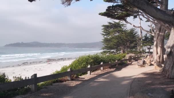 Yol, patika ya da patika, okyanus sahili, California sahili. Rıhtıma bakan selvi ağacı.. — Stok video