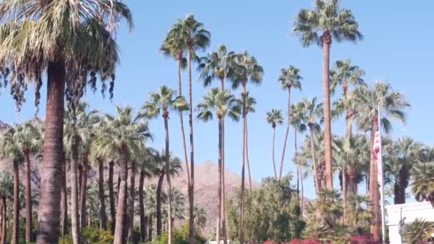 Palmeras y montañas, Palm Springs, California desert valley oasis flora USA — Vídeo de stock