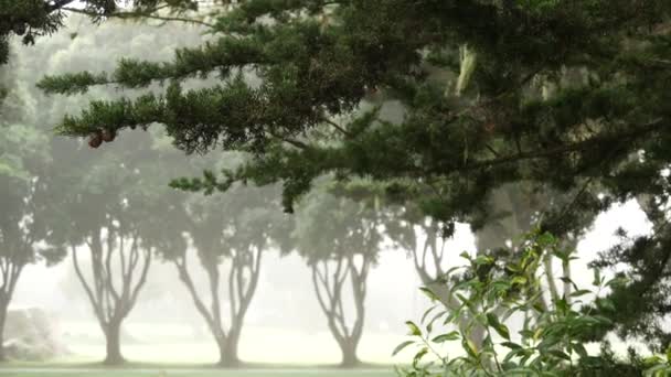Nebeliger geheimnisvoller Wald im Nebeldunst. Baumreihe bei ruhigem, nebligem Regenwetter. — Stockvideo