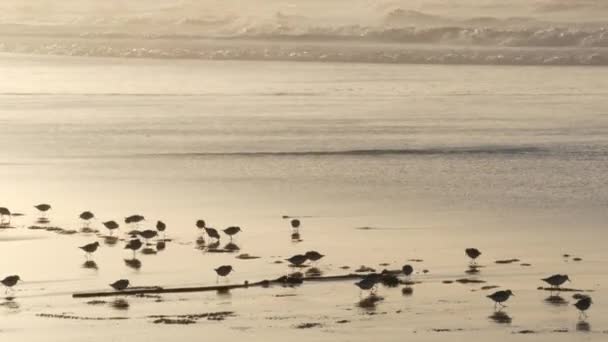 Fale oceaniczne i piaszczyste ptaki biegają po plaży, mały piaszczysto-piaszczysty pluper shorebird. — Wideo stockowe