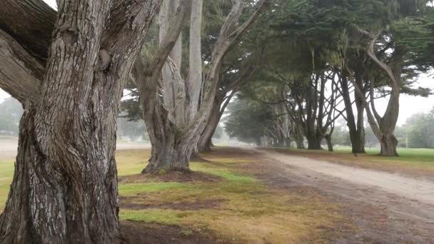 Nebeliger geheimnisvoller Wald. Baumreihe im nebligen, regnerischen Kalifornien, Tunnelkorridor — Stockvideo