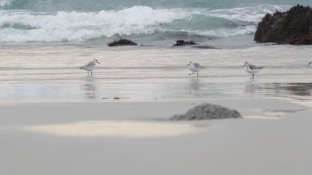 Fale oceaniczne i piaszczyste ptaki biegają po plaży, mały piaszczysto-piaszczysty pluper shorebird. — Wideo stockowe